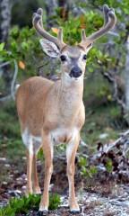 IMG_8679Buck