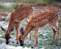 IMG_8755Twins