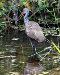 IMG_8956Limpkin