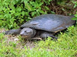 IMG_8964FloridaSoftshellTurtle