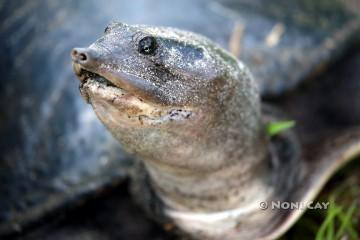 IMG_8989Floridas'sSoft-shelledTturtle