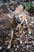 IMG_9094KeyDeerBuck