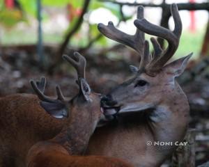 IMG_9160TheLoveofDeer