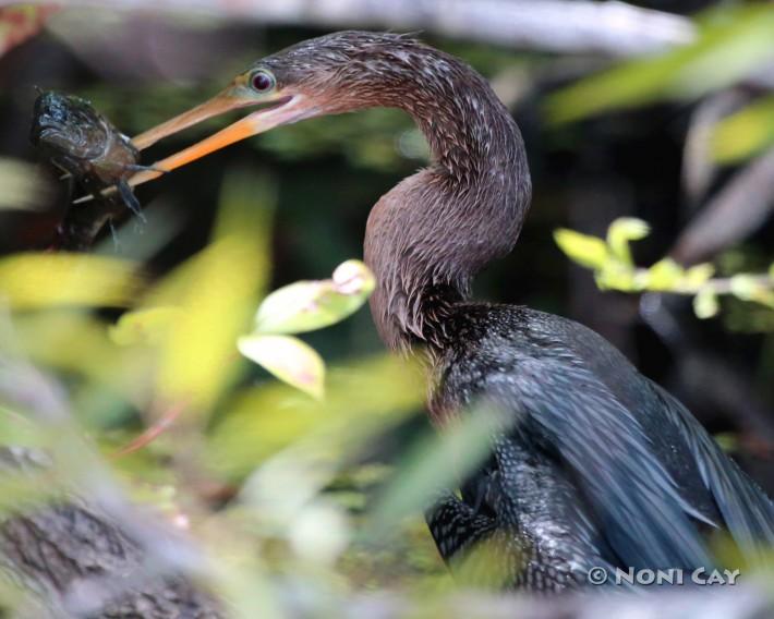 IMG_9224CormorantandCatfish