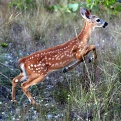 IMG_9556DeerJoy