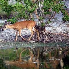 IMG_0930DeerReflections