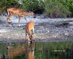 IMG_0934lLosingSpots