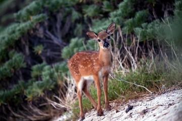 IMG_1148LookingLikeBambi