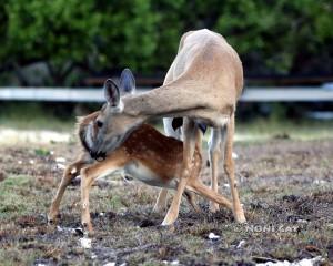 IMG_1176Nursing