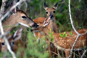 IMG_1220Fawns