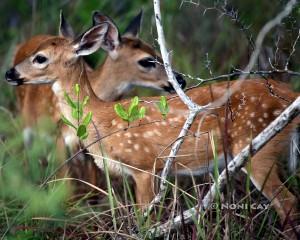 IMG_1221Fawns