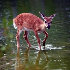 IMG_1262Fawn