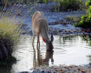 IMG_1591DeerDrink