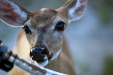 IMG_1653Handlebar