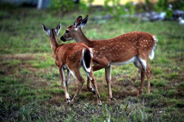 IMG_1740Fawns