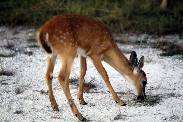 IMG_1792fawn