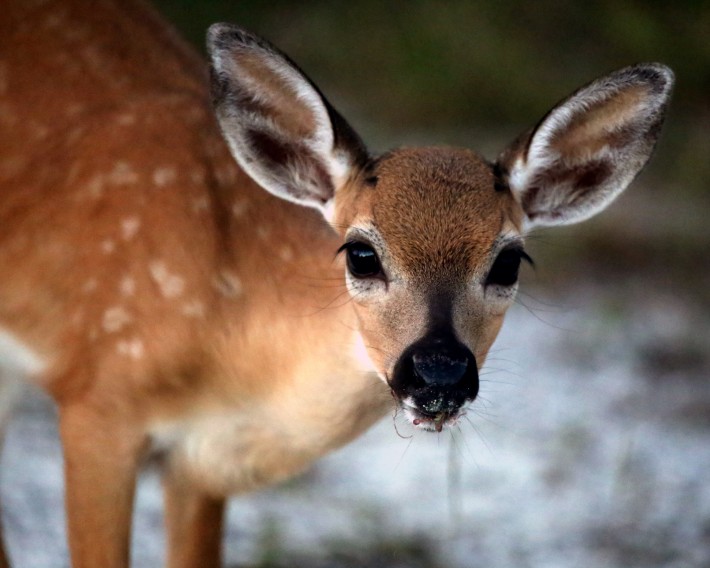 IMG_1798KeyDeerFawn