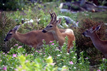 IMG_2274PurpleFlowersDeer