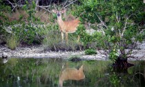 IMG_2385Buck