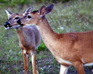 IMG_2446DuoDeer