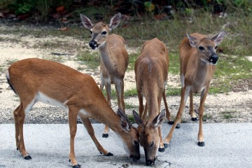 IMG_2565DeerQuad