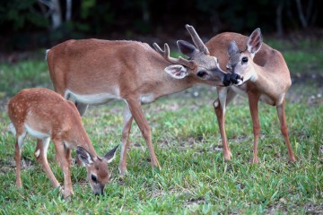 IMG_2621KeyDeerFamily