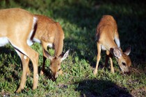 IMG_2680TwinFawns