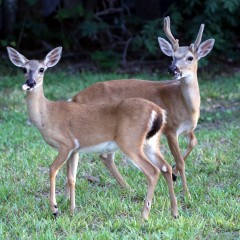 IMG_2693DeerPair