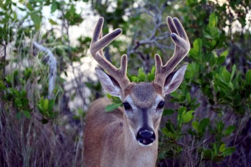 IMG_2817Antler