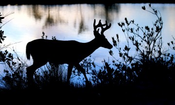 IMG_2828DeerSilhoutte