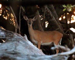 IMG_2980InMangroves