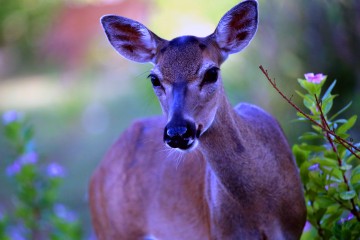 IMG_3033Deer