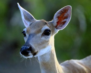 IMG_3064Doe