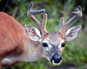 IMG_3082BigBuck