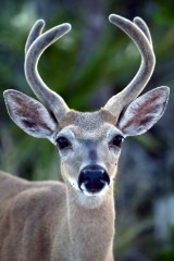 IMG_3108Buck