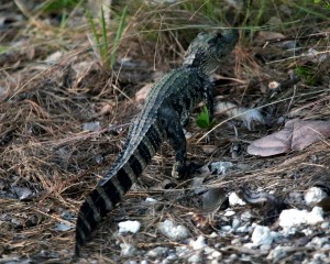 IMG_3122ThatsNoIguana