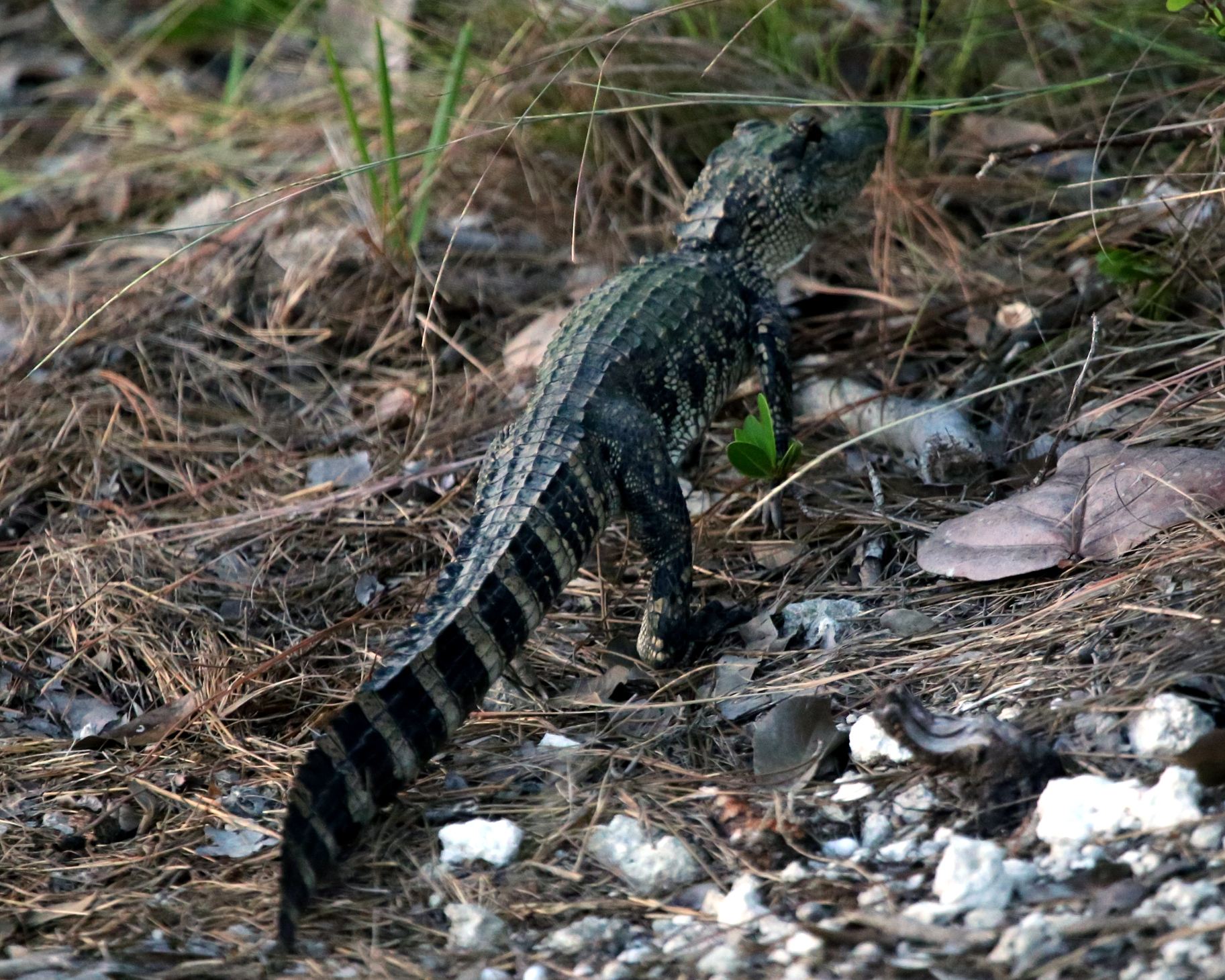 An Alligator And Key Deer Noni Cay Photography