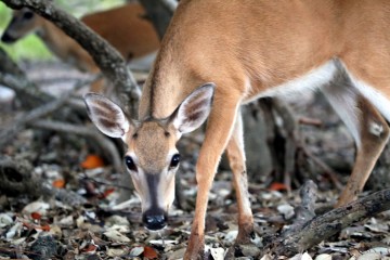 IMG_3239InTheMangroves