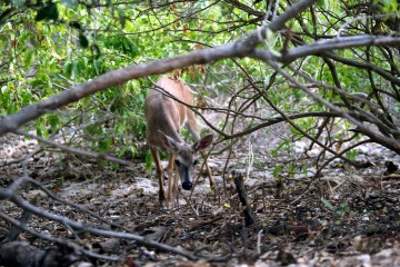 IMG_3263LyingLowInTheMangroves