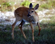 IMG_3415Fawn