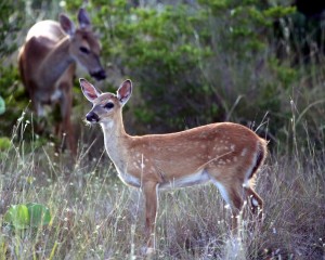 IMG_3483Fawn3monthsold