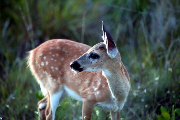 IMG_3538Fawn3monthsold