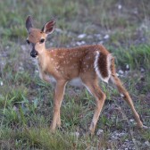 IMG_3752Fawn