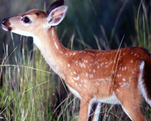 IMG_3817MorningLight.Fawn