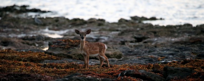 IMG_3857.KeyDeerOnTheRocks
