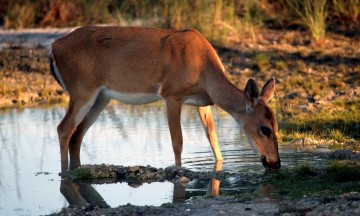 IMG_4009WaterHole