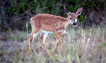 IMG_4025Fawn