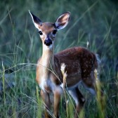 IMG_4065Fawn Season