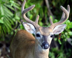 IMG_4164KeyDeerMale