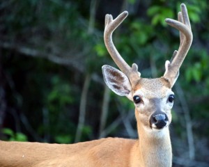 IMG_4282MaleDeer